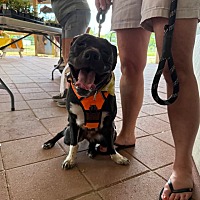 adopt-pet