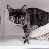 adopt-pet