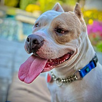 ANNIE - Pit Bull Terrier available for adoption