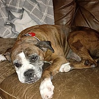 BELLA - Boxer available for adoption