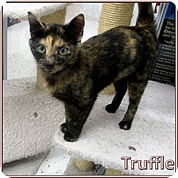 Photo of Truffle