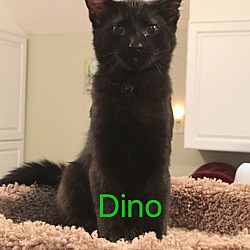 Thumbnail photo of DINO #2