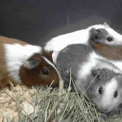 Thumbnail photo of *Urgent* 8 guinea pigs #2