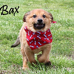 Thumbnail photo of Bax~adopted! #3