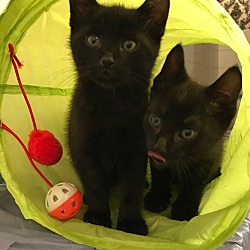 Photo of TeaParty Kitties Dolores&Ferga