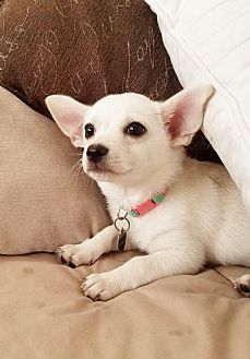 free puppies inland empire