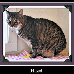 Thumbnail photo of Hazel #2