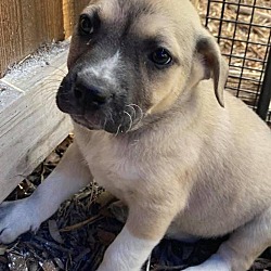 Charming Pet Rescue Ct In Hartford Connecticut