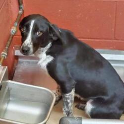 Available Pets At New Nodaway Humane Society In Maryville Missouri