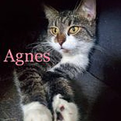 Thumbnail photo of Agnes #1