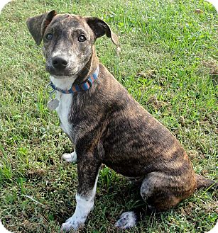 Portland, ME - Whippet. Meet PUPPY CRAWFORD a Pet for Adoption.