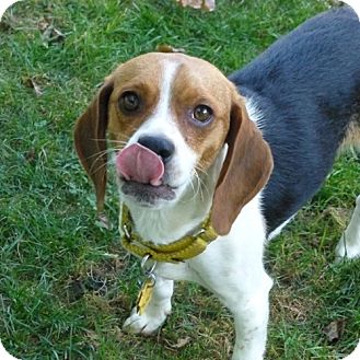 Pittsburgh, PA - Beagle. Meet Gina a Pet for Adoption.