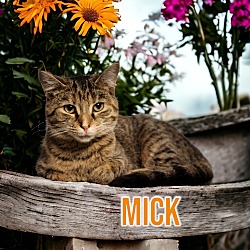 Thumbnail photo of Mick (Fleetwood) #1