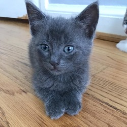 Photo of Sunny's Kitten: Juno