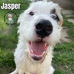 Thumbnail photo of Jasper #4