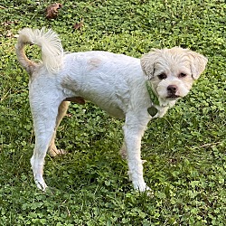 Thumbnail photo of Mr Fluffers Sep 24 - In Foster in Raleigh NC #2