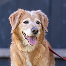 Adopt A Pet :: OLLIE - Escondido, CA