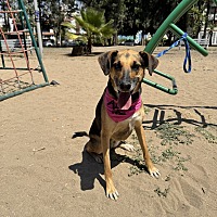 adopt a pet
