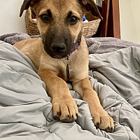 adopt a pet