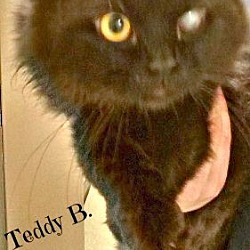 Thumbnail photo of Teddy B. #2