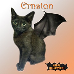 Thumbnail photo of Ernston #1