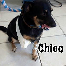 Thumbnail photo of Chico (tripawd) #1