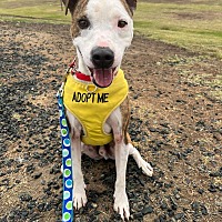 adopt a pet
