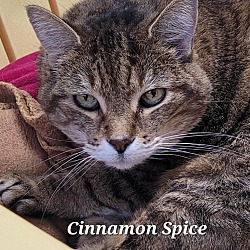 Thumbnail photo of Cinnamon Spice #2
