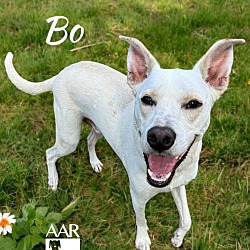 Thumbnail photo of Bo #2