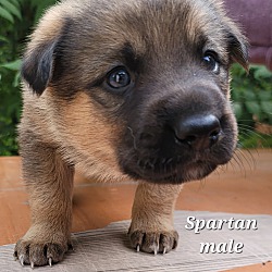 Thumbnail photo of Spartan #1