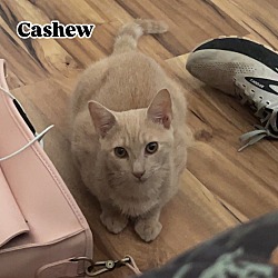 Thumbnail photo of CASHEW #1