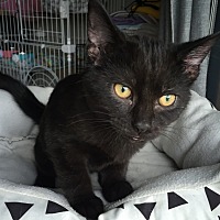 adopt-pet