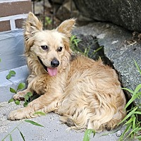 adopt-pet