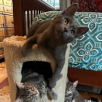 adopt a pet