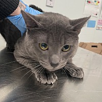 adopt a pet