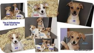 jack russell chiweenie mix