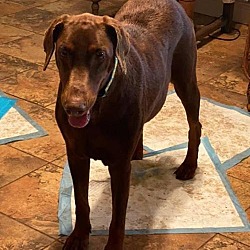 Charming Pet Rescue Ia In Desmoines Iowa