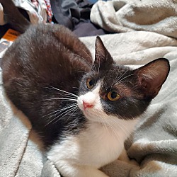 Photo of Gracie