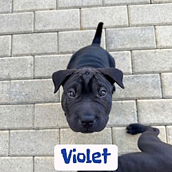 Thumbnail photo of VIOLET #1