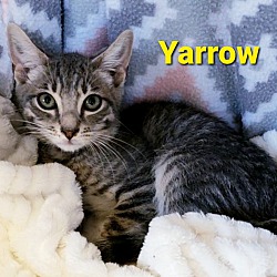 Photo of Yarrow