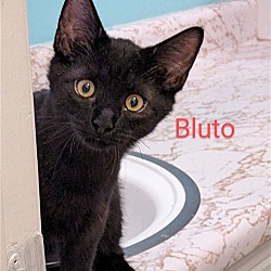 Photo of Bluto