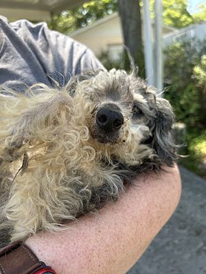 Tampa, FL - Poodle (Toy or Tea Cup). Meet Ethel a Pet for Adoption ...