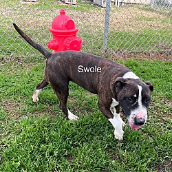 Photo of Swole