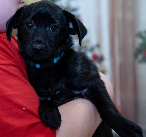 Adopt Charlie Puppy a Black Schipperke / Pomeranian / Mixed dog in ...