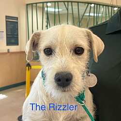Photo of The Rizzler