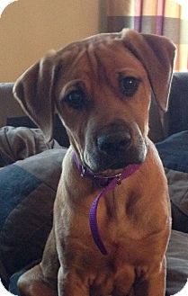 Randolph Nj Rhodesian Ridgeback Meet Murphy A Dog For