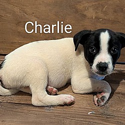 Thumbnail photo of Charlie #4