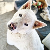 adopt a pet