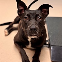 adopt a pet