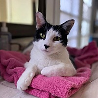 adopt a pet